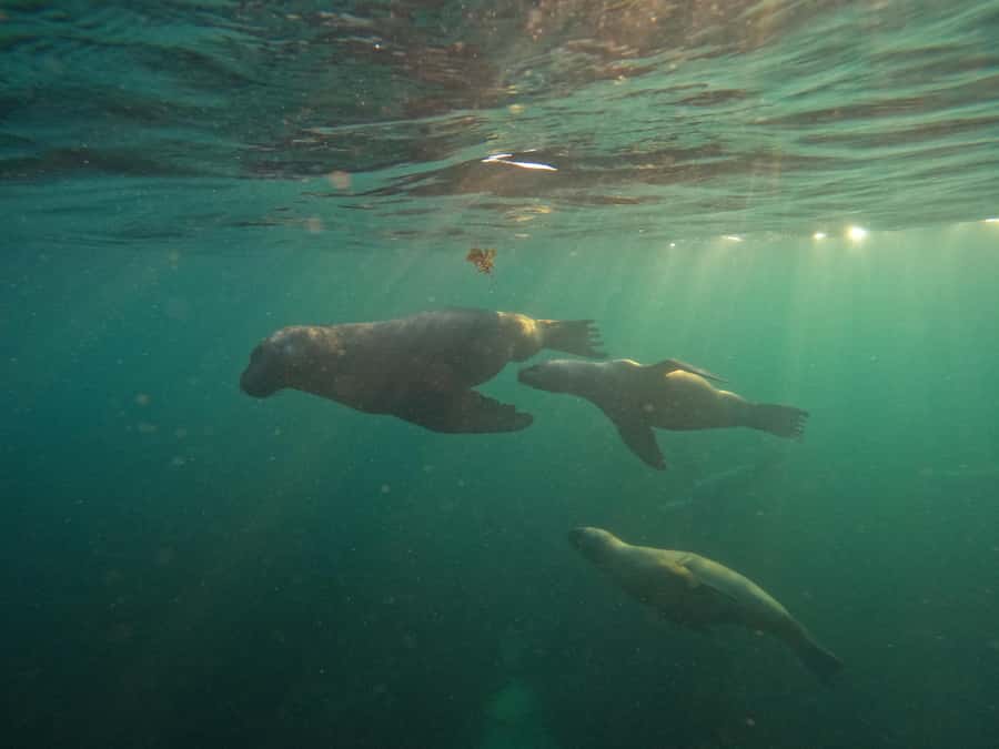 Snorkeling with Sea Lions - What makes Punta Loma different