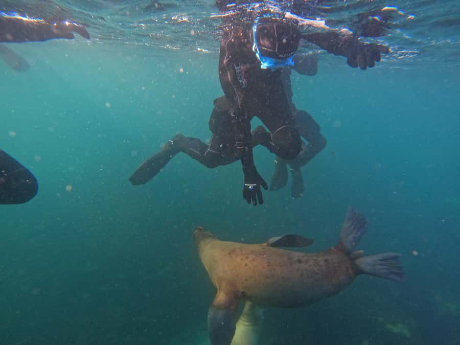 Snorkeling with Sea Lions - Forty minutes in the water, if conditions cooperate