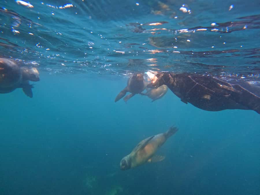 Snorkeling with Sea Lions - A small group helps, but timing still rules