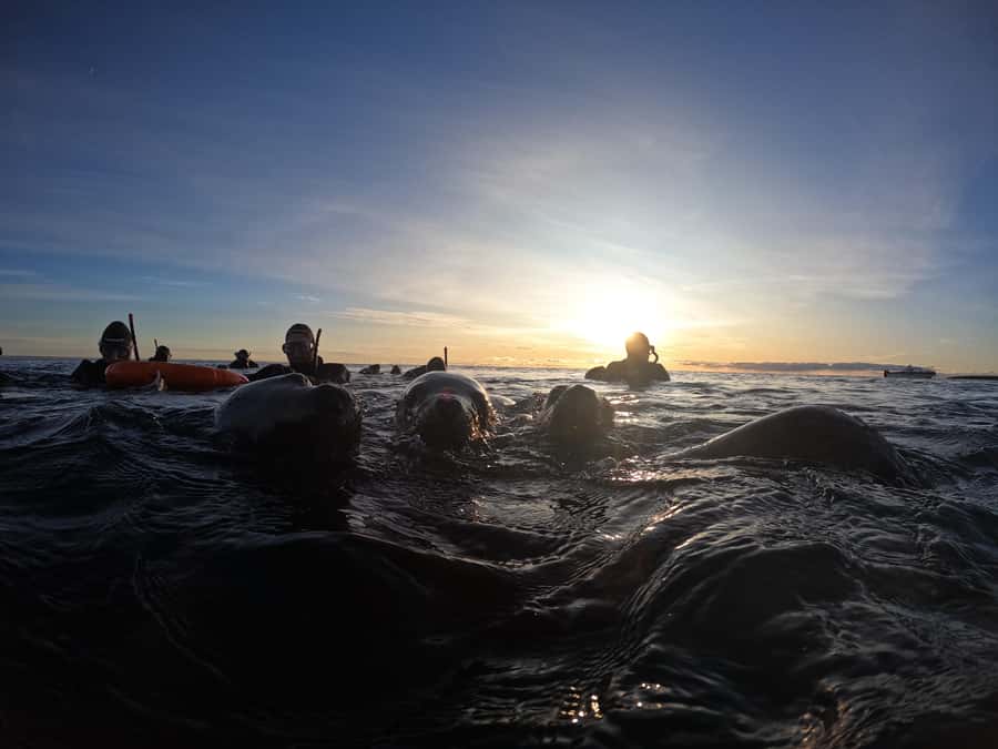 Snorkeling with Sea Lions - How much value do you get for $153?