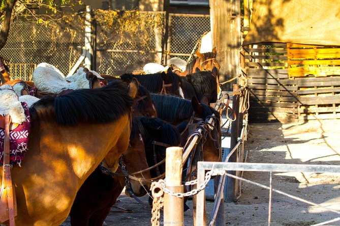 Sunset Horseback Riding - Key points to know before booking