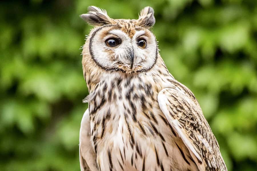 Temaiken Biopark Entry Tickets - What kind of day Temaiken offers