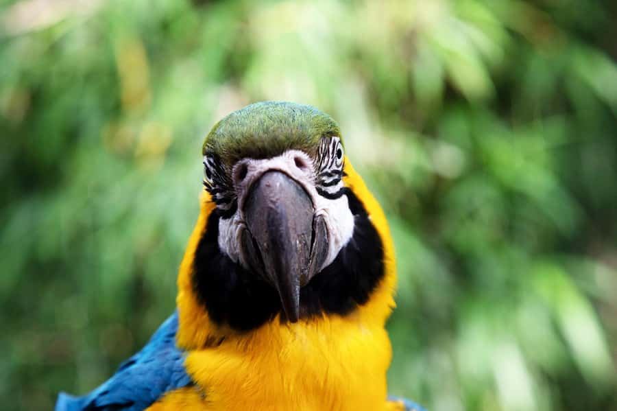 Temaiken Biopark Entry Tickets - Starting with Buenos Aires wildlife