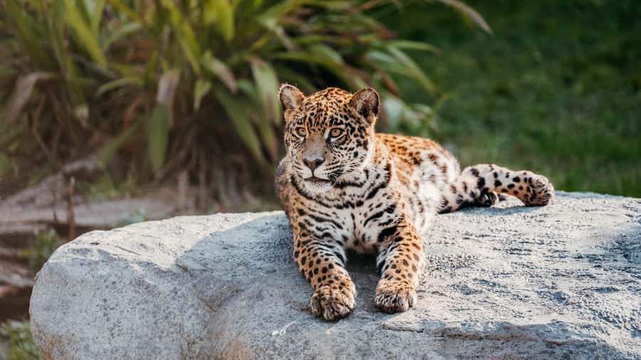 Temaiken Biopark Entry Tickets - Patagonia from the Andes to the Atlantic