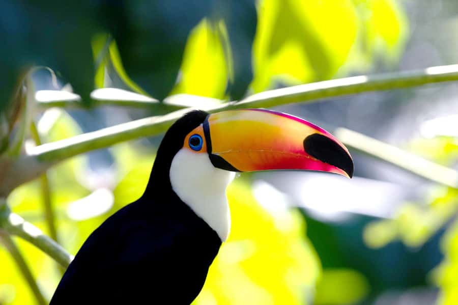 Temaiken Biopark Entry Tickets - African birds, lemurs, and open spaces