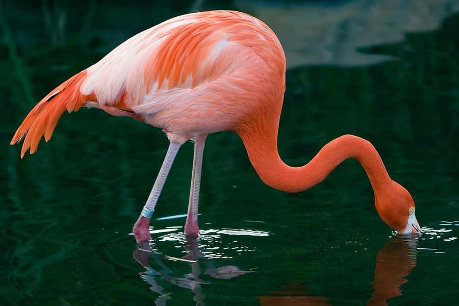 Temaiken Biopark Entry Tickets - Mesopotamian fauna and Argentine wetlands