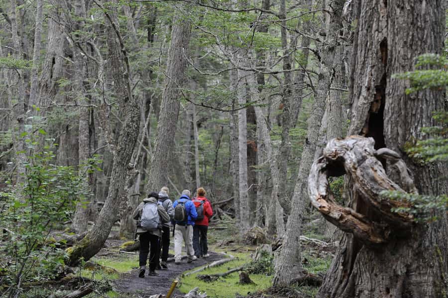 Tierra del Fuego National Park: Small Group Tour with Lunch - The End of the World Station and the optional train