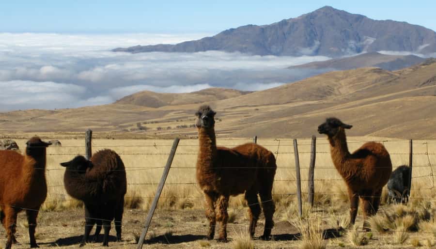Tucumán: Tafí del Valle Full Day Tour - Arriving in Tafí del Valle