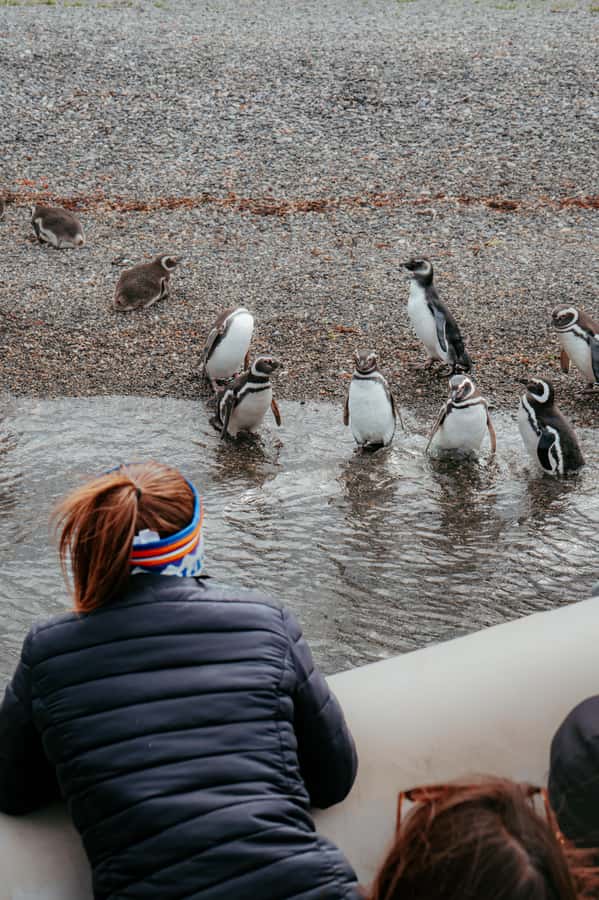 USHUAIA: ALMANZA, THE SPIDER CRAB ROUTE & PENGUIN SIGHTING - Puerto Almanza, a tiny settlement by the channel
