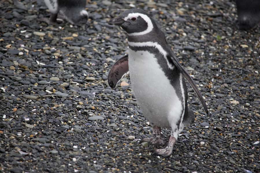 USHUAIA: ALMANZA, THE SPIDER CRAB ROUTE & PENGUIN SIGHTING - Should you book the Puerto Almanza penguin route?