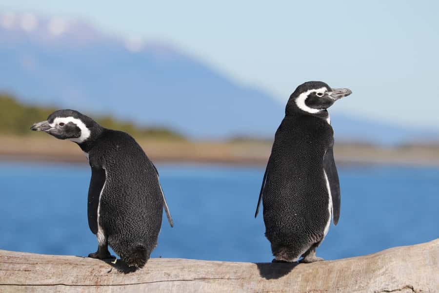 Ushuaia: Beagle Channel and Penguin Island - Why this Beagle Channel cruise is worth your time