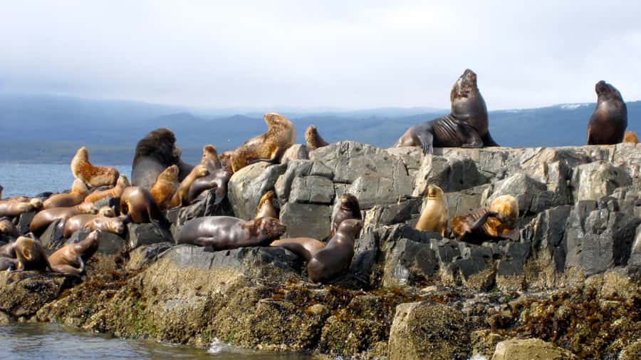 Ushuaia: Beagle Channel Boat Tour and Penguin Experience - Why Martillo Island makes this day different