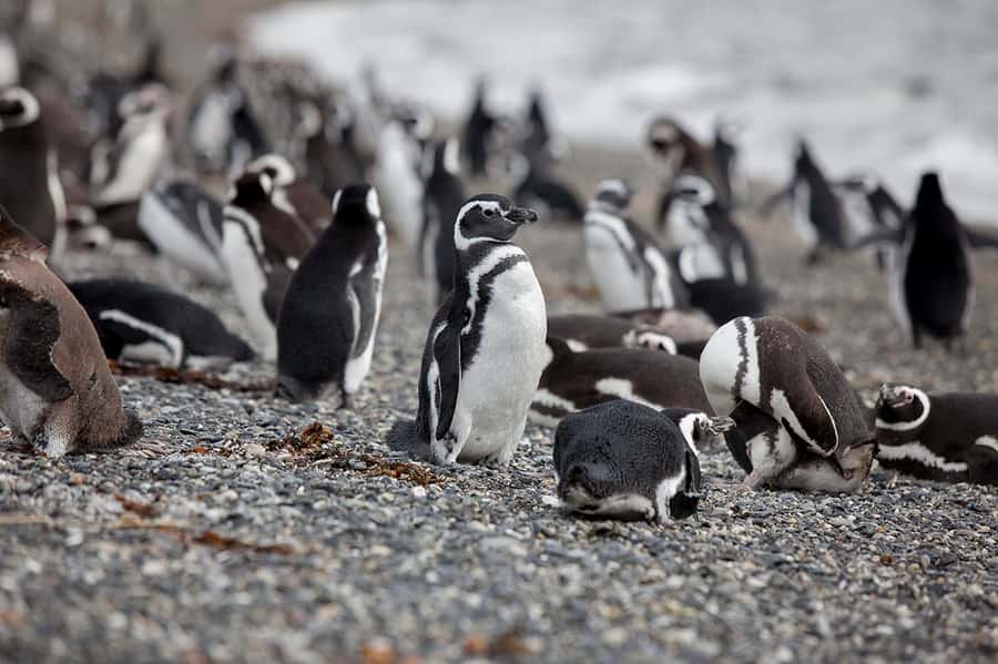 Ushuaia: Beagle Channel Boat Tour and Penguin Experience - What the penguin walk is really like