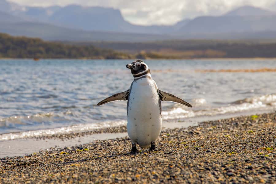 Ushuaia: Beagle Channel Boat Tour and Penguin Experience - The Beagle Channel cruise and its wildlife stops