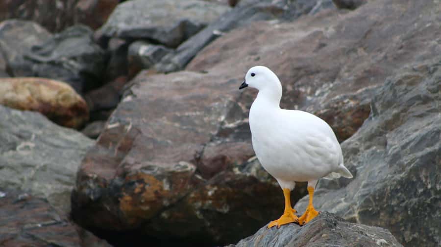 Ushuaia: Beagle Channel Catamaran Tour - Les Eclaireurs Lighthouse and the story of the channel