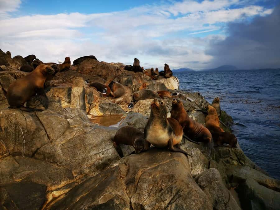 Ushuaia: Beagle Channel Catamaran Tour - Who will enjoy this cruise most?