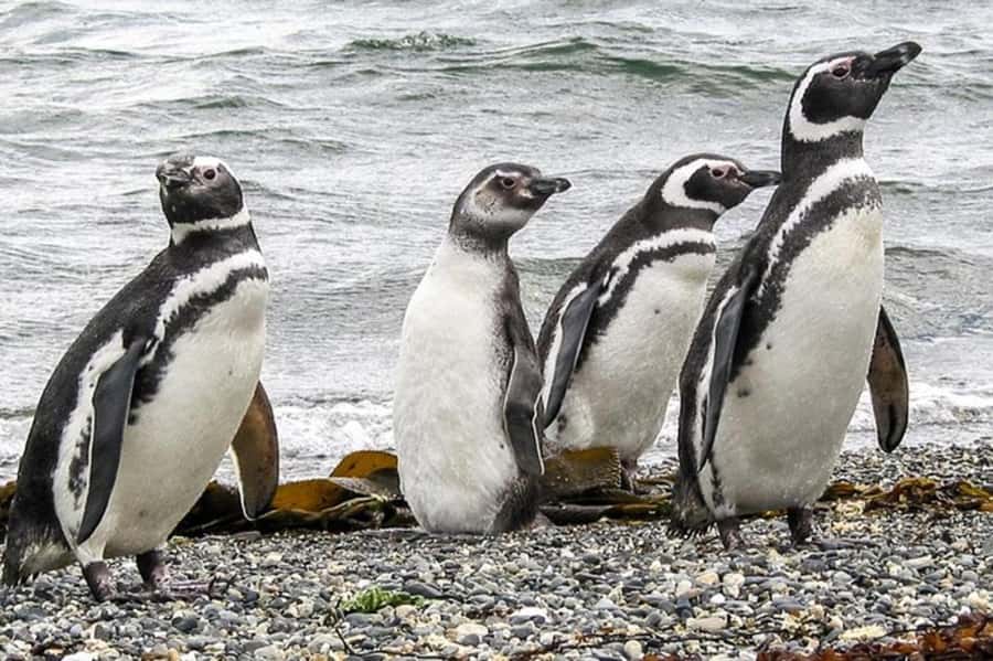 Ushuaia: Beagle Channel Penguin Colony Tour - Key points to know before you book