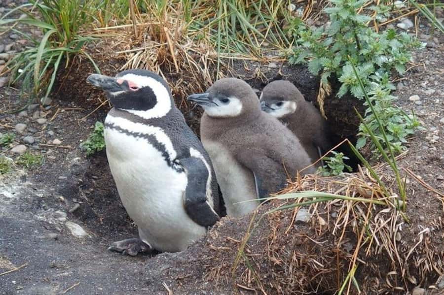 Ushuaia: Beagle Channel Penguin Colony Tour - Isla de los Lobos and sea lions on the rocks