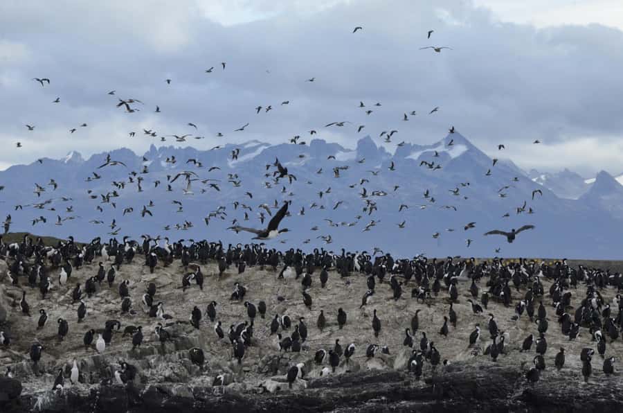 Ushuaia: Beagle Channel & Sea Wolves Island Catamaran Cruise - Les Eclaireurs Lighthouse and the Monte Cervantes story