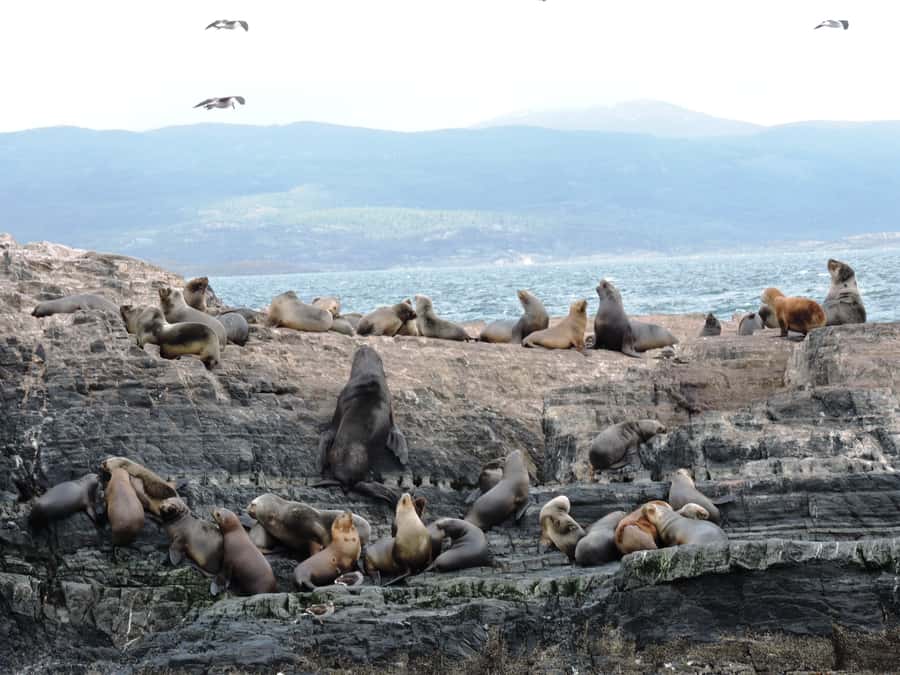 Ushuaia: Beagle Channel & Sea Wolves Island Catamaran Cruise - Comfort, crowding, and what to wear