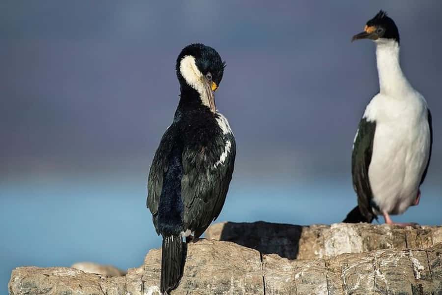Ushuaia: Beagle Channel, Seal Island & Bridges Islands Tour - Who will enjoy this Beagle Channel trip?
