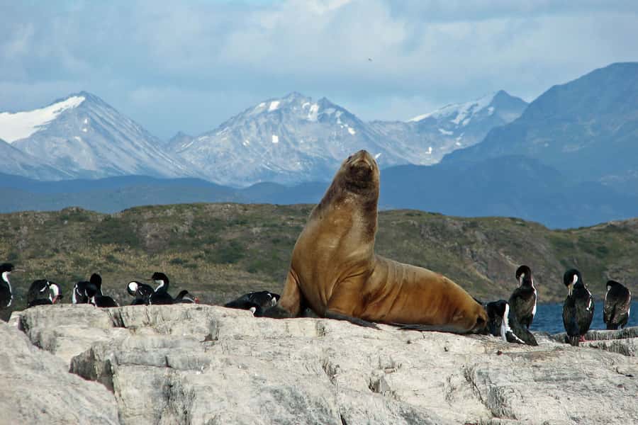 Ushuaia: Beagle Channel, Seal Island & Bridges Islands Tour - Bird Island and the cormorant colonies