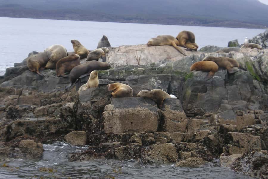 Ushuaia: Beagle Channel, Seal Island & Bridges Islands Tour - Clothing, timing, and practical comfort