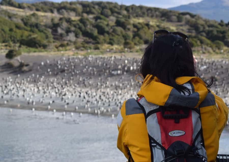 Ushuaia: Catamaran Sailing to Penguin Island - At a glance