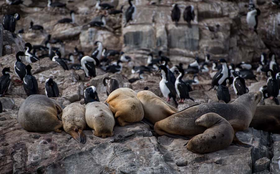 Ushuaia: Catamaran Sailing to Penguin Island - Les Eclaireurs Lighthouse and shipwreck stories