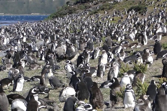 Ushuaia: Martillo Island and Walk Among Penguins Full-Day Tour - The real prize is one careful hour with penguins