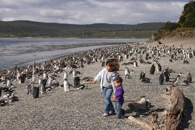 Ushuaia: Martillo Island and Walk Among Penguins Full-Day Tour - The Estancia Harberton question