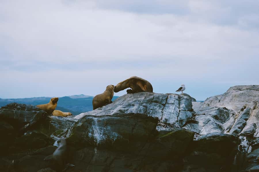 USHUAIA | Navigation: Sea Lions, Birds and Lighthouse - Bird Island and the birds of the Bridges Archipelago