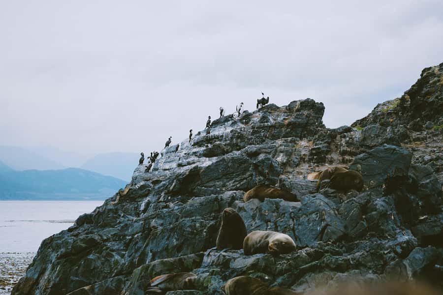 USHUAIA | Navigation: Sea Lions, Birds and Lighthouse - Les Éclaireurs Lighthouse and the Monte Cervantes story