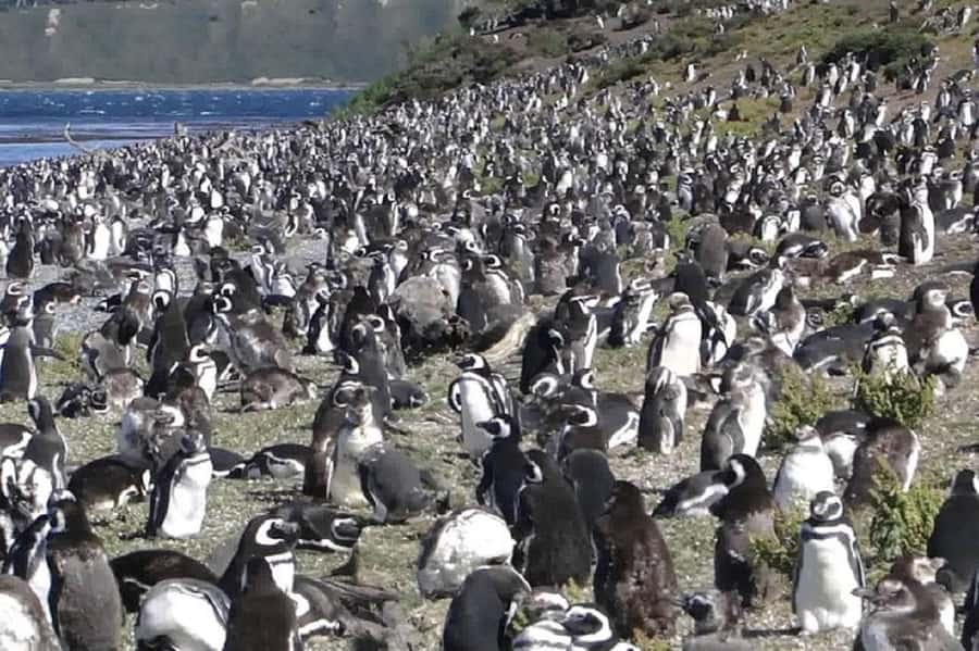 Ushuaia: Sailing Beagle Channel to the Penguin Colony - Key points to know before you book