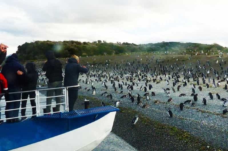 Ushuaia: Sailing Beagle Channel to the Penguin Colony - Los Pajaros Island and the seabird colonies