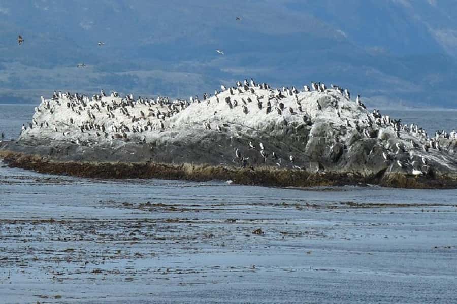 Ushuaia: Sailing Beagle Channel to the Penguin Colony - What the boat ride is really like