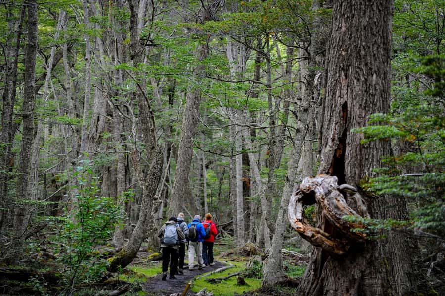 Ushuaia: Tierra del Fuego National Park Tour with Lunch - Lunch beside Acigami Lake