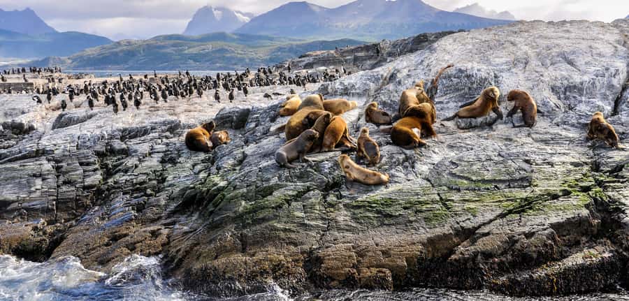 Ushuaia: Tour: Beagle Channel Navigation - Key points to know before you book