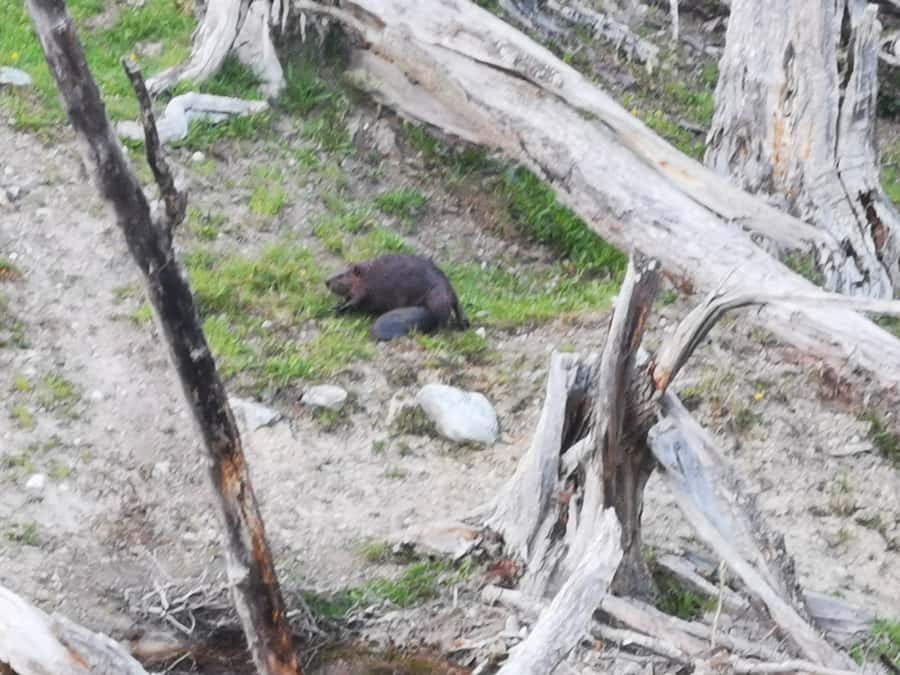 Ushuaia: Visit to Escondido and Fagnano Lakes PM - Why this afternoon trip works so well