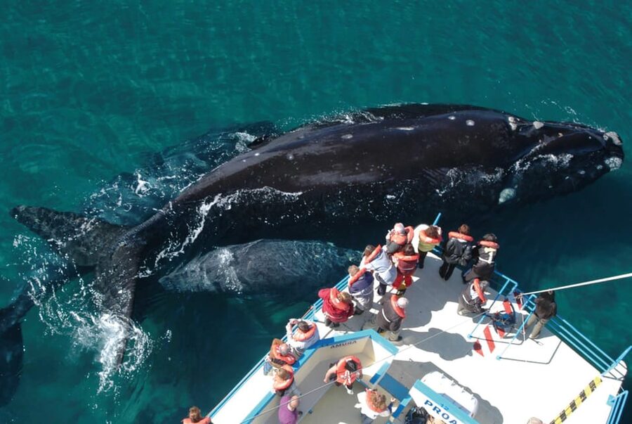 Valdes Peninsula: Full Day with Whale Watching - Key points to know before booking