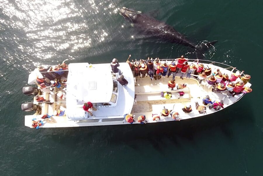 Valdes Peninsula: Full Day with Whale Watching - From Puerto Madryn to the Valdés Peninsula