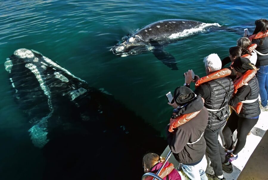Valdes Peninsula: Full Day with Whale Watching - Punta Delgada, Punta Cantor, and Caleta Valdés