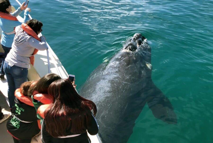 Valdes Peninsula: Full Day with Whale Watching - The Carlos Ameghino Interpretation Center