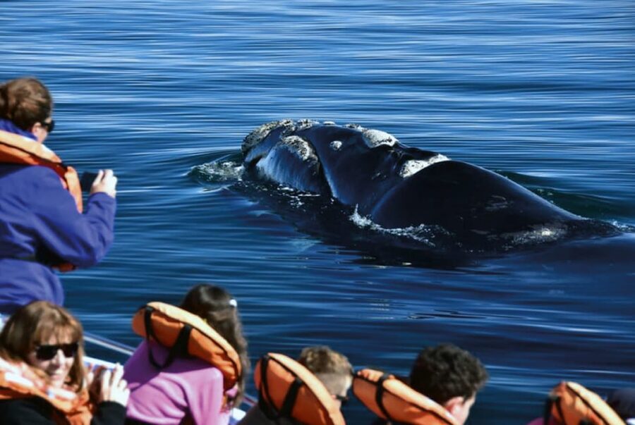 Valdes Peninsula: Full Day with Whale Watching - What the $298 price really covers