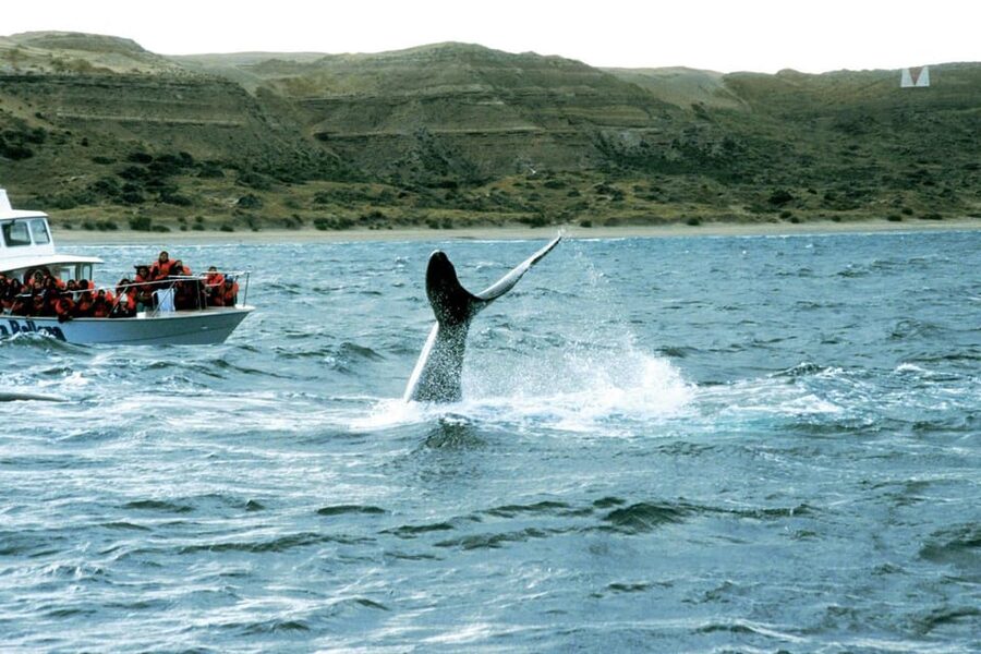 Valdes Peninsula: Full Day with Whale Watching - Weather, comfort, and practical limits