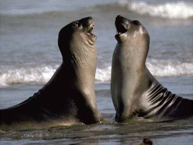 Valdes Peninsula: Full Day with Whale Watching - Who should book this experience?